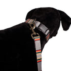Adventure Collar Set