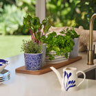 1815 Pacific Large Planter