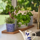 1815 Pacific Trough Planter