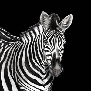 Dolce & Gabbana Zebra Mural Wallpaper Sample Swatch