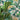 Havana Palm Wallpaper