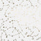 Constellations Wallpaper Sample Swatch  option Frost Sample