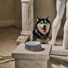 Florentine Pet Bowl