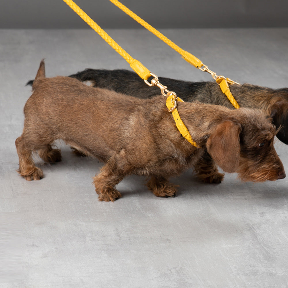 Ferdinando Dog Leash