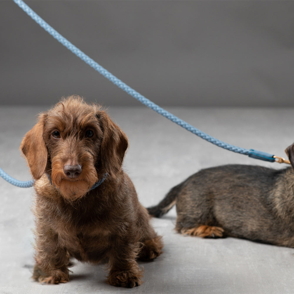 Ferdinando Dog Leash