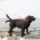 Ferdinando Microfiber Dog Collar Set