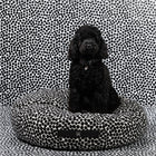 Fulvio Dotto Dog Cushion