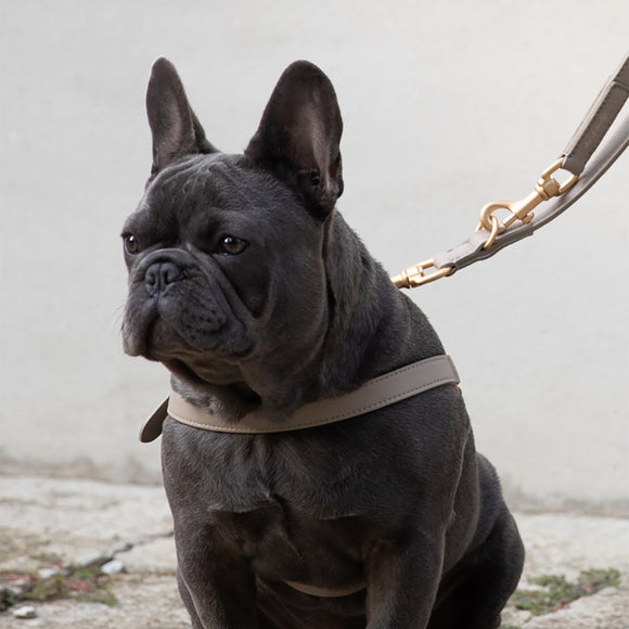 Mario Training Leash