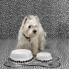 Sebastiao Dotto Dog Bowl