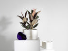 Riihitie Plant Pot Shape B