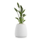 Gobi Planter 1