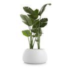 Gobi Planter 3