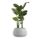 Gobi Planter 3