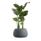 Gobi Planter 3