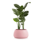 Gobi Planter 3