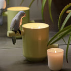 Parrot's Scented Treasure Candle