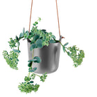 Self-Watering Pots Hanging