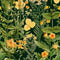 Mimulus Wallpaper  option Anthracite