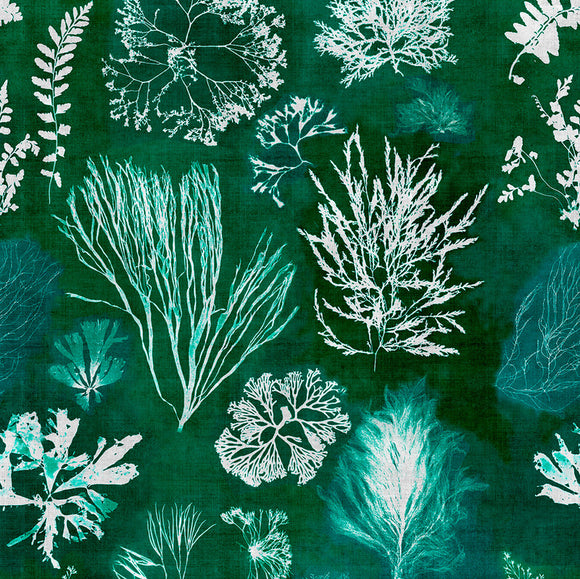 Algae Wallpaper