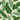 Banana Leaves Wallpaper