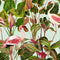 Beverly Hills Wallpaper Sample Swatch  option Mint Sample