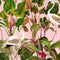 Beverly Hills Wallpaper Sample Swatch  option Pink Sample