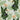 Birds Of Paradise Wallpaper