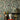 Countesse’S Aviarium Wallpaper