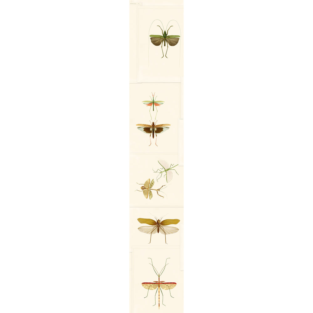 Entomology Wallpaper