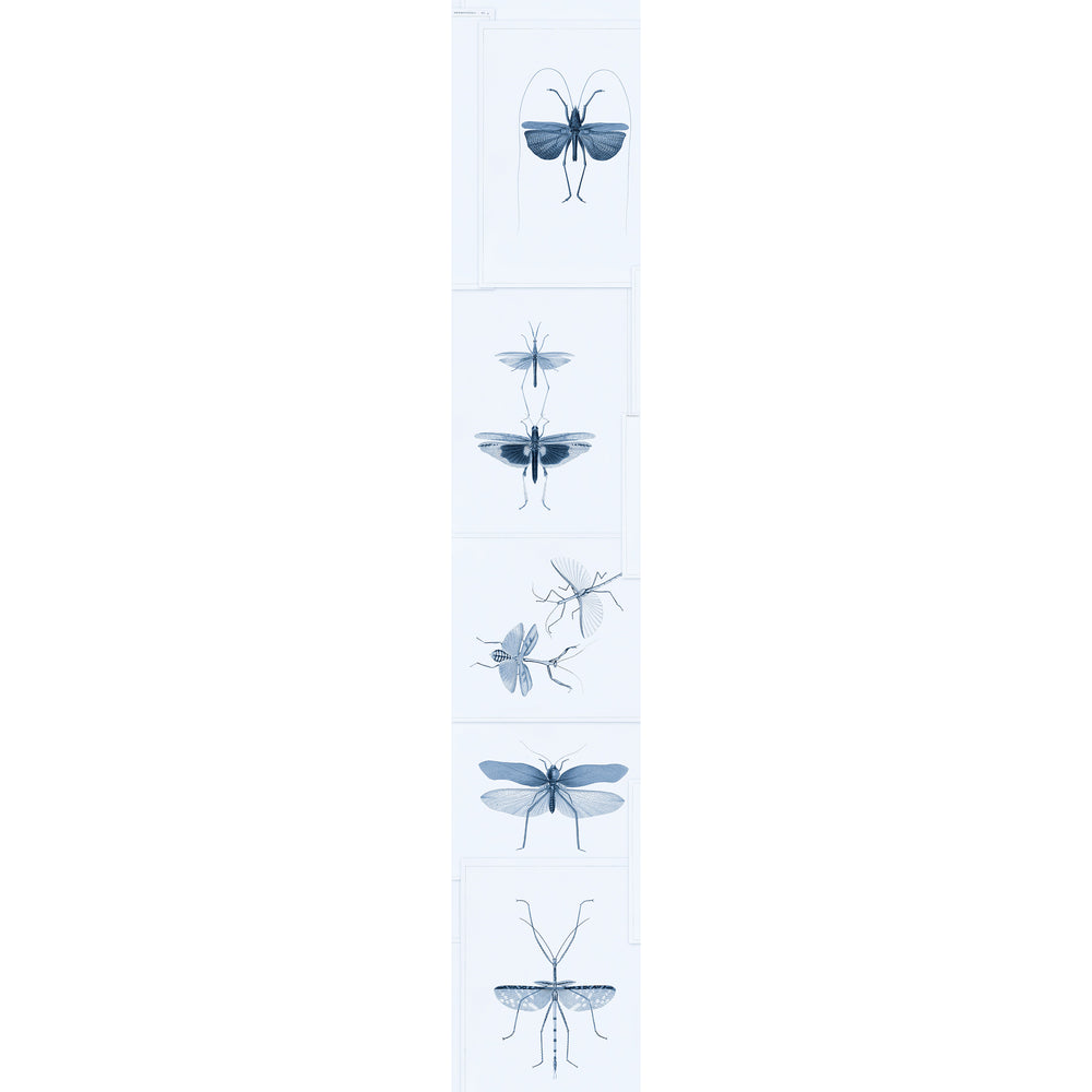 Entomology Wallpaper