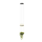 Palma 3724 Pendant Light