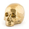 Limited Gold Edition Porcelain  option My Skull