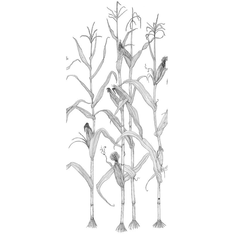 Corn Rows Wallpaper
