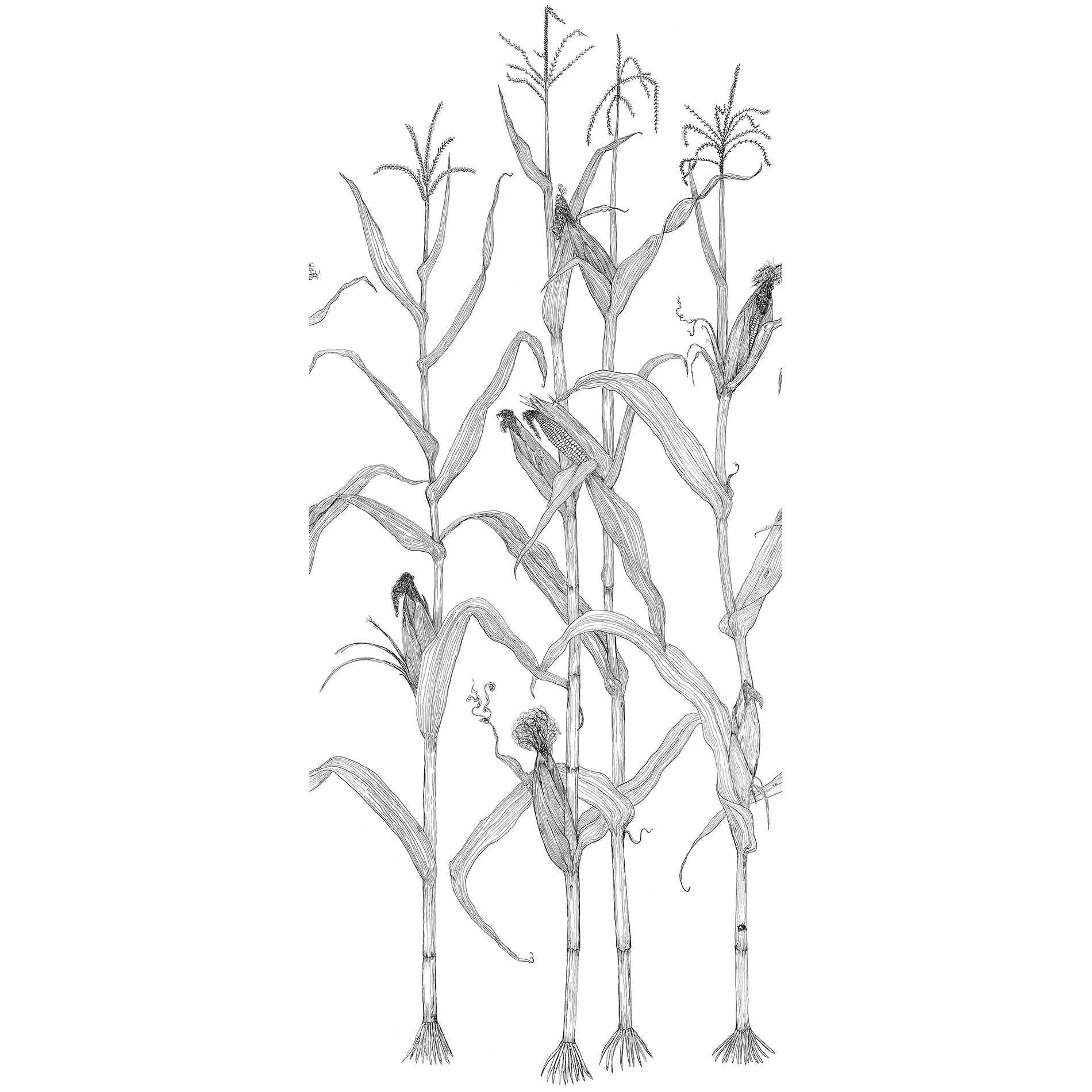 Merenda Wallpaper Corn Rows Wallpaper Sample Swatch 2Modern merenda-wallpaper-corn-rows-wallpaper-sample-swatch-2modern
