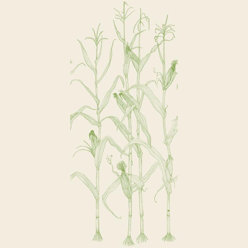 Corn Rows Wallpaper Sample Swatch