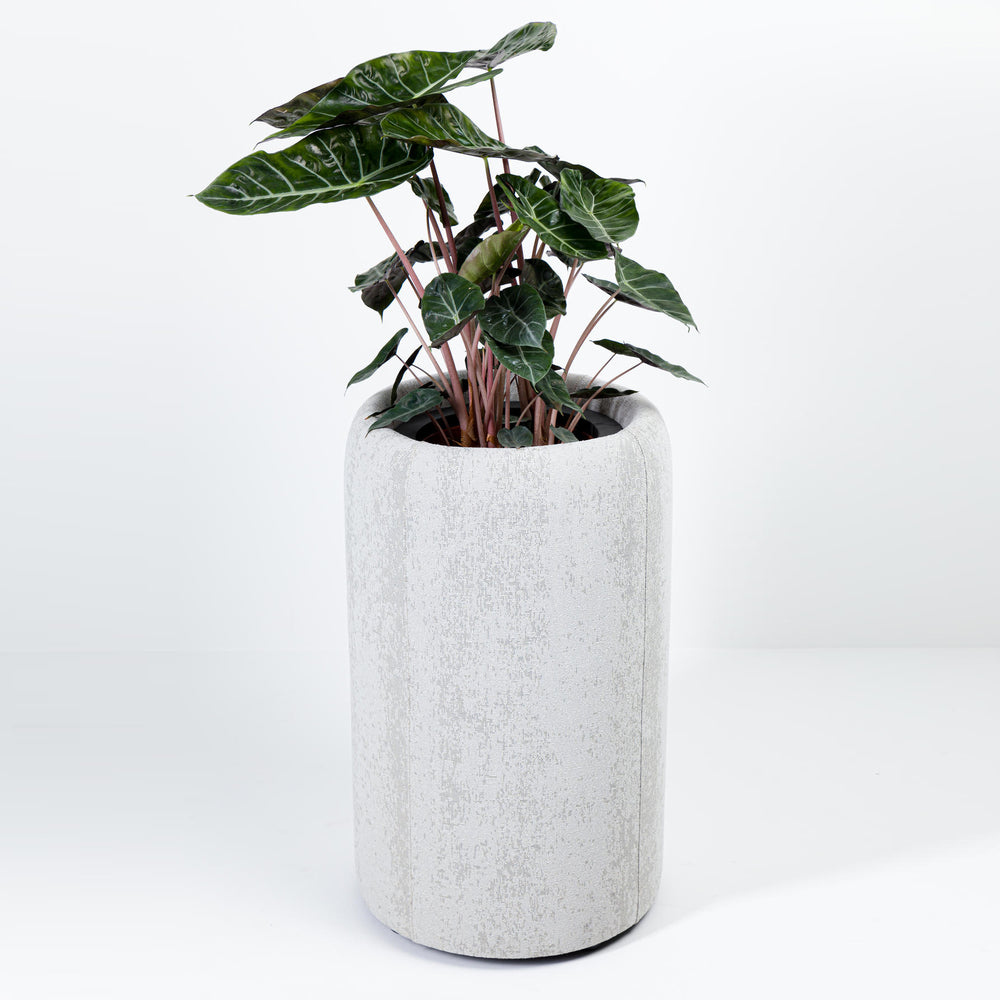 BuzziPlanter Plant Holder