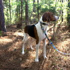 National Park Hiker Leash