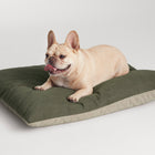 Signal Dog Bed