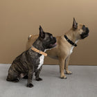 Lumi Leash and Collar Set