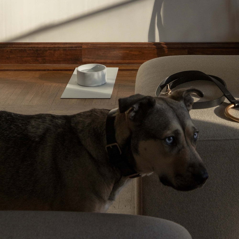 Lumi Leash and Collar Set