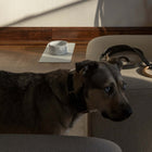 Lumi Leash and Collar Set