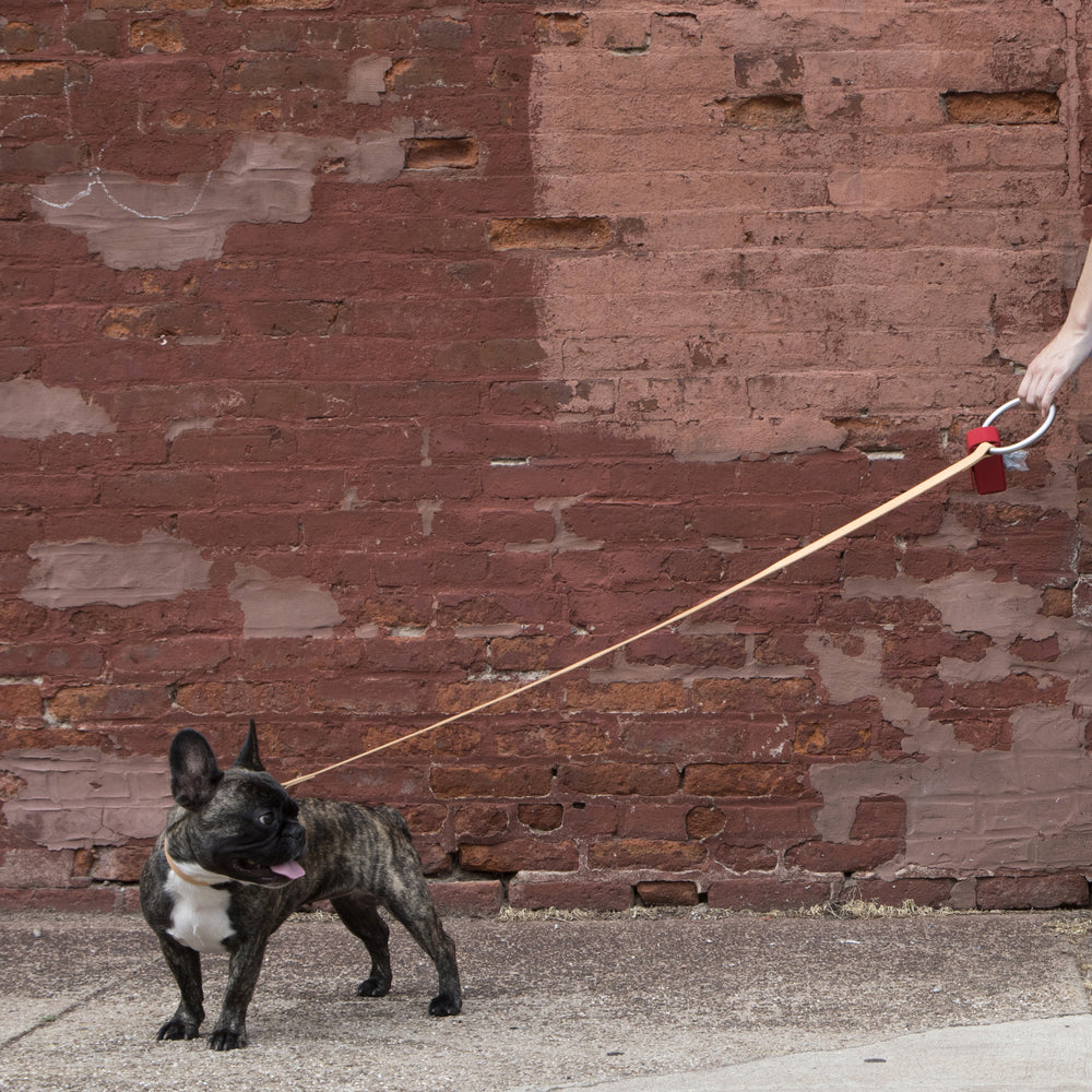 Lumi Leash and Collar Set