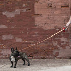 Lumi Leash and Collar Set
