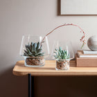Succulent Glass Vase