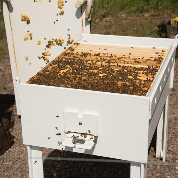 Bee Hive