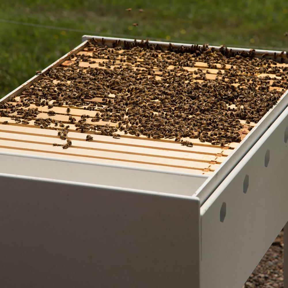 Bee Hive