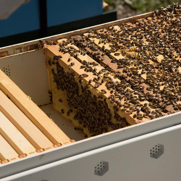 Bee Hive
