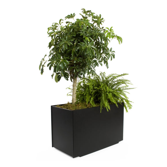 Mondo Planter