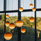Dipping Light Round Multi-Light Pendant Light  option 4 Amber Small / 4 Amber Medium / 2 Amber Large