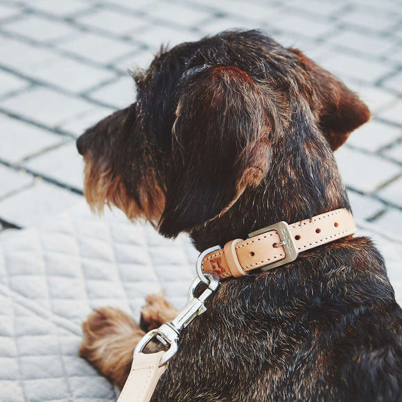 Bergamo Dog Collar Set